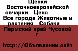 Щенки Восточноевропейской овчарки › Цена ­ 25 000 - Все города Животные и растения » Собаки   . Пермский край,Чусовой г.